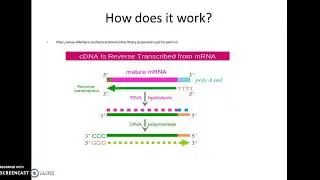 AP Bio rDNA 1