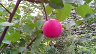 Файл №153  Эх, яблочки    x264