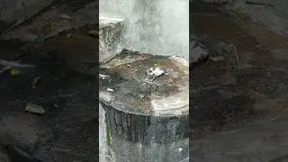 Har Har Mahadev 🚩 l Sadashiv #shambhu #sanatan #shiv