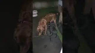 puppies getting last feeding