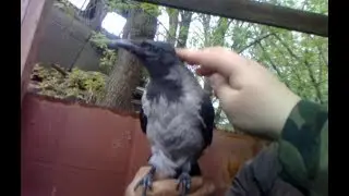 Каркуша