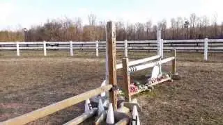 OTTB Schooling Over Jumps