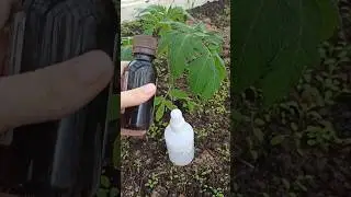 ТОМАТЫ ЗАВАЛЯТ УРОЖАЕМ 