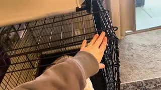 Midwest Homes for Pets Ginormous Double Door 54 Inch Dog Crate for XXL Dogs Breeds Review