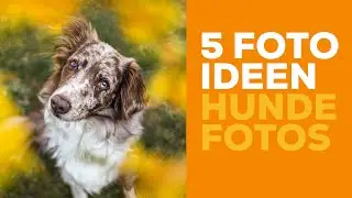 5 PHOTO IDEAS for your dog photos - Dog Photography Image Ideas