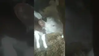 обед .