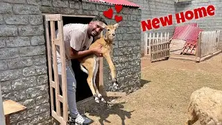 Hum NELOO Ko New Mini Zoo Main Le K Agaiy❤️