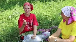 Экскурсия на природу "Поговорим о травах"