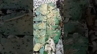 TERNAK JANGKRIK DARI TELUR SAMPAI SIAP PANEN || BY WINDI