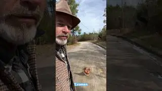 Funny Chicken Man