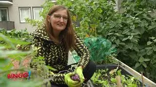 Urban Gardening Mitten in Hannover