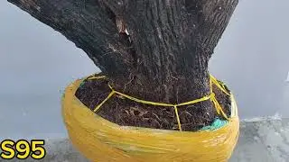 Giao lưu cả nhà lô cẩm thị mới về 20/3 LH 0366169369 zalo
