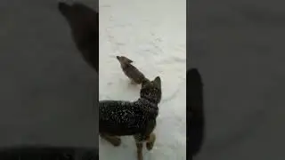 Немецкая овчарка. Слон и Моська @ЛошадигородаНЗП