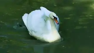 Киевский зоопарк