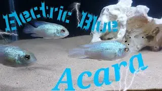 Electric Blue Acara | South American Cichlids | Watch in 1080