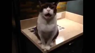 Vine The Talking Cat