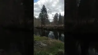 Апрель Снег в Лесу Лежит shorts