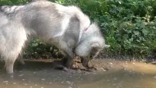 Хантер настоящий хаски