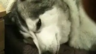 Why you should never own a Malamute