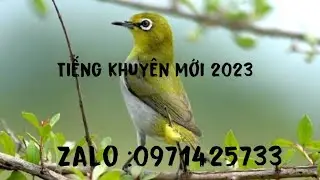 Tiếng khuyên đánh keo,đánh kinh tế 0971425733