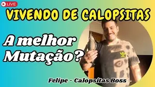 QUAL A MELHOR MUTAÇÃO PARA COMEÇAR ? - VIVENDO DE CALOPSITAS
