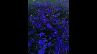 Лобелия Выращивание из семян