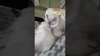 Олаф и Дайнерис.