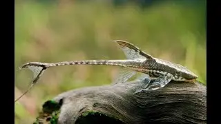 Сегодня в белом танце кружимся, наверно, мы с тобой подружимся