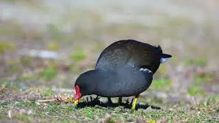 GALLINETA