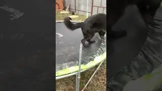 Царя батут 😀