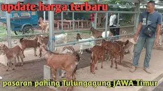 UPDATE HARGA TERBARU PASARAN PAHING TULUNGAGUNG