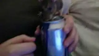 Michael Jackson's rat BEN stealing our beer
