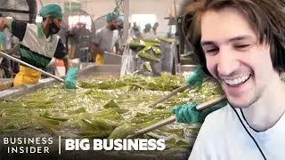 xQc Reacts to How 1.5 Million Aloe Vera Leaves Are Harvested A Week