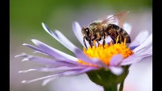 does honeybee venom kill cancer cells?
