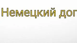 Порода: немецкий дог.