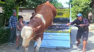 JEMPUT Sapi Simental Cross Non Poel Umur 19 Bulan Sampai Lintas Provinsi 🔥🔥🔥