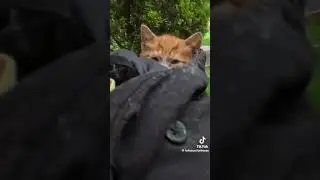 Cat distribution system