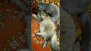 Дуся и Анфиса, гигиенические процедуры 😂