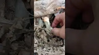 Крошечка подосиновик