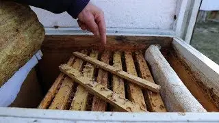 The state of bee families before winter