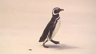 A Day at the Beach - Magellanic Penguins
