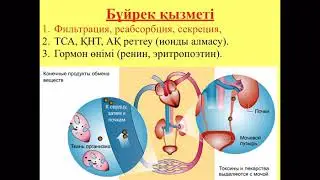 Несеп айдағыш дәрілер