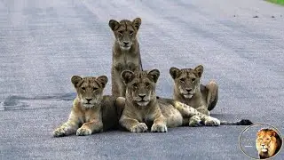 The Next Generation Of A Mega Lion Pride