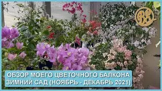 Обзор моего цветочного балкона. Цветущий зимний сад (ноябрь - декабрь 2021)