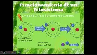 Funcionamiento de un fotosistema