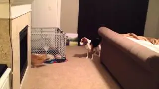 Corgi plays 