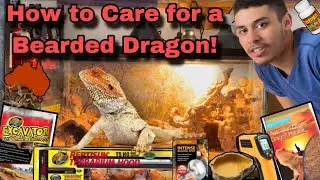 How to Care for a Bearded Dragon!