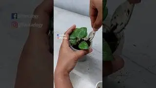 Propagate Hoya Indoor Plant & Repot - Hoya Parasitica// Hoya Plant Propagation