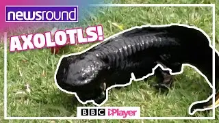 CUTE AXOLOTLS and more! 😍 | Newsround
