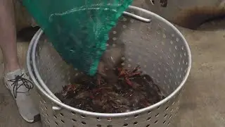 Crawfish app allows customers to find the lowest priced crawfish
